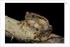 Leptopelis vermiculatus (Amani forest treefrog, big-eyed treefrog) by Anonymous