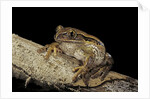 Leptopelis vermiculatus (Amani forest treefrog, big-eyed treefrog) by Anonymous