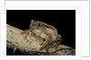 Leptopelis vermiculatus (Amani forest treefrog, big-eyed treefrog) by Anonymous