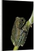 Leptopelis vermiculatus (Amani forest treefrog, big-eyed treefrog) by Anonymous