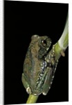 Leptopelis vermiculatus (Amani forest treefrog, big-eyed treefrog) by Anonymous