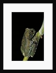 Leptopelis vermiculatus (Amani forest treefrog, big-eyed treefrog) by Anonymous