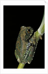 Leptopelis vermiculatus (Amani forest treefrog, big-eyed treefrog) by Anonymous