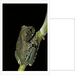 Leptopelis vermiculatus (Amani forest treefrog, big-eyed treefrog) by Anonymous