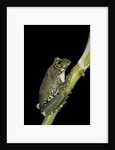 Leptopelis vermiculatus (Amani forest treefrog, big-eyed treefrog) by Anonymous