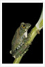 Leptopelis vermiculatus (Amani forest treefrog, big-eyed treefrog) by Anonymous