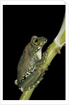 Leptopelis vermiculatus (Amani forest treefrog, big-eyed treefrog) by Anonymous