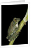 Leptopelis vermiculatus (Amani forest treefrog, big-eyed treefrog) by Anonymous