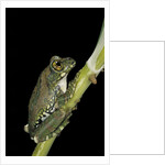 Leptopelis vermiculatus (Amani forest treefrog, big-eyed treefrog) by Anonymous