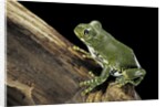 Leptopelis vermiculatus (Amani forest treefrog, big-eyed treefrog) by Anonymous