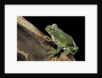 Leptopelis vermiculatus (Amani forest treefrog, big-eyed treefrog) by Anonymous