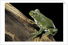 Leptopelis vermiculatus (Amani forest treefrog, big-eyed treefrog) by Anonymous