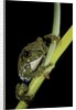 Leptopelis vermiculatus (Amani forest treefrog, big-eyed treefrog) by Anonymous