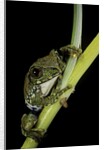 Leptopelis vermiculatus (Amani forest treefrog, big-eyed treefrog) by Anonymous