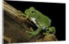 Leptopelis vermiculatus (Amani forest treefrog, big-eyed treefrog) by Anonymous