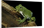 Leptopelis vermiculatus (Amani forest treefrog, big-eyed treefrog) by Anonymous