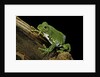 Leptopelis vermiculatus (Amani forest treefrog, big-eyed treefrog) by Anonymous