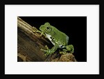 Leptopelis vermiculatus (Amani forest treefrog, big-eyed treefrog) by Anonymous