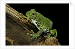 Leptopelis vermiculatus (Amani forest treefrog, big-eyed treefrog) by Anonymous