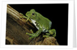 Leptopelis vermiculatus (Amani forest treefrog, big-eyed treefrog) by Anonymous
