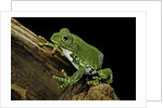 Leptopelis vermiculatus (Amani forest treefrog, big-eyed treefrog) by Anonymous