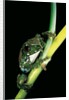 Leptopelis vermiculatus (Amani forest treefrog, big-eyed treefrog) by Anonymous