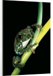 Leptopelis vermiculatus (Amani forest treefrog, big-eyed treefrog) by Anonymous