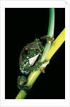 Leptopelis vermiculatus (Amani forest treefrog, big-eyed treefrog) by Anonymous