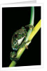 Leptopelis vermiculatus (Amani forest treefrog, big-eyed treefrog) by Anonymous