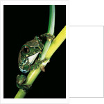 Leptopelis vermiculatus (Amani forest treefrog, big-eyed treefrog) by Anonymous