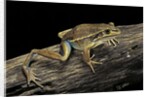 Litoria aurea (green and golden bell frog) by Anonymous