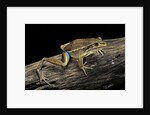 Litoria aurea (green and golden bell frog) by Anonymous