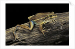 Litoria aurea (green and golden bell frog) by Anonymous