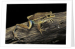 Litoria aurea (green and golden bell frog) by Anonymous