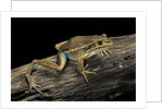 Litoria aurea (green and golden bell frog) by Anonymous