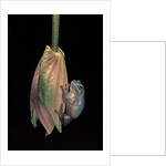 Litoria caerulea (dumpy treefrog) by Anonymous