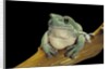 Litoria caerulea (dumpy treefrog) by Anonymous