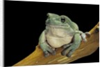Litoria caerulea (dumpy treefrog) by Anonymous