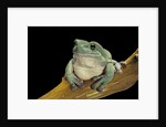Litoria caerulea (dumpy treefrog) by Anonymous
