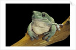 Litoria caerulea (dumpy treefrog) by Anonymous