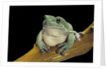 Litoria caerulea (dumpy treefrog) by Anonymous