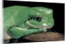 Litoria caerulea (dumpy treefrog) by Anonymous