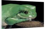 Litoria caerulea (dumpy treefrog) by Anonymous