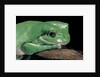 Litoria caerulea (dumpy treefrog) by Anonymous