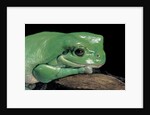 Litoria caerulea (dumpy treefrog) by Anonymous
