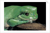 Litoria caerulea (dumpy treefrog) by Anonymous