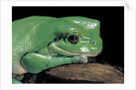 Litoria caerulea (dumpy treefrog) by Anonymous