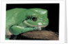 Litoria caerulea (dumpy treefrog) by Anonymous