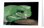 Litoria caerulea (dumpy treefrog) by Anonymous