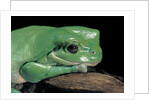 Litoria caerulea (dumpy treefrog) by Anonymous